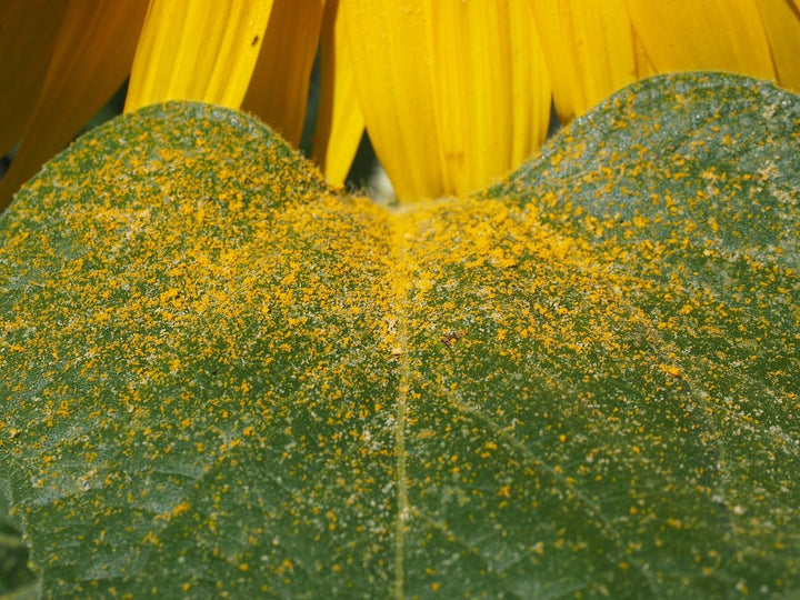 Seasonal Scalp Allergies
