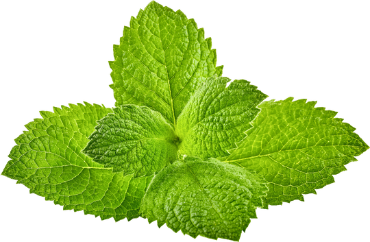 Peppermint Essential Oil
