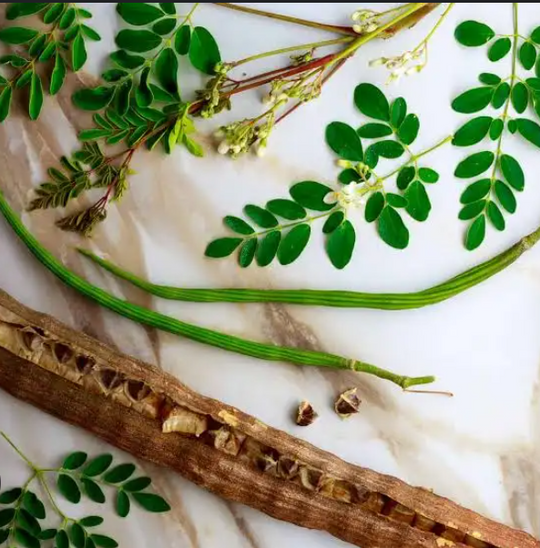 Moringa